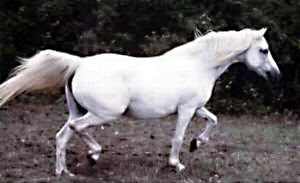 Lithgow Wishnik trotting freely shown from off-side full profile